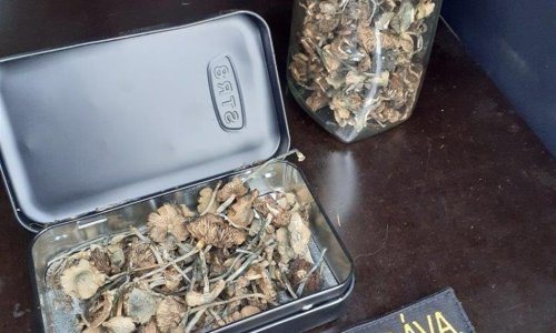 Slovenského sběratele hub překvapili celníci, v zavazadle měl téměř 300 lysohlávek